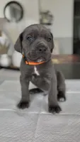 Valor, a male Cane Corso for sale in Great Mills, MD – 1 of 9