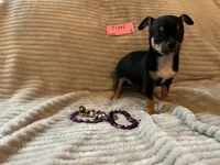 Tippy, a female Chihuahua for sale in Dover, DE – 2 of 2