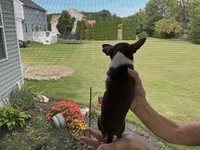 Buddy, a male Chihuahua for sale in Dover, DE – 3 of 9
