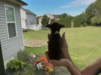 Bingo, a male Chihuahua for sale in Dover, DE – 6 of 10