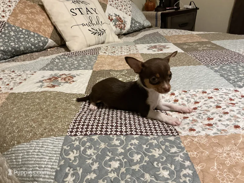 Buddy – Chihuahua puppy for sale in Dover, DE