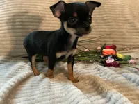 Raven, a female Chihuahua for sale in Dover, DE – 5 of 5