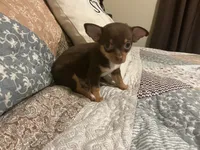 Bear, a male Chihuahua for sale in Dover, DE – 6 of 7