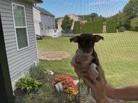 Bingo, a male Chihuahua for sale in Dover, DE – 7 of 10