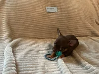Copper, a male Chihuahua for sale in Dover, DE – 6 of 6