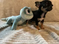 Jemma, a female Chihuahua for sale in Dover, DE – 4 of 5