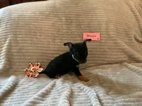 Jemma, a female Chihuahua for sale in Dover, DE – 5 of 5