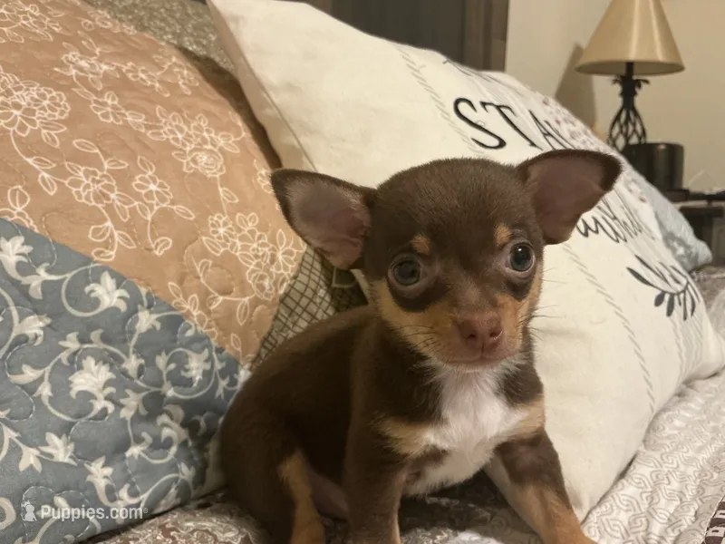 Bear – Chihuahua puppy for sale in Dover, DE