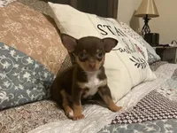 Bear, a male Chihuahua for sale in Dover, DE – 4 of 7