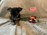 Raven, a female Chihuahua for sale in Dover, DE – 2 of 5