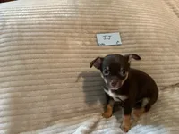JJ, a male Chihuahua for sale in Dover, DE – 3 of 3