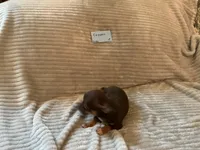 Copper, a male Chihuahua for sale in Dover, DE – 5 of 6