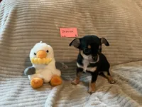 Jasmine, a female Chihuahua for sale in Dover, DE – 4 of 4