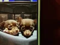 Bear, a male Chihuahua for sale in Dover, DE – 2 of 7