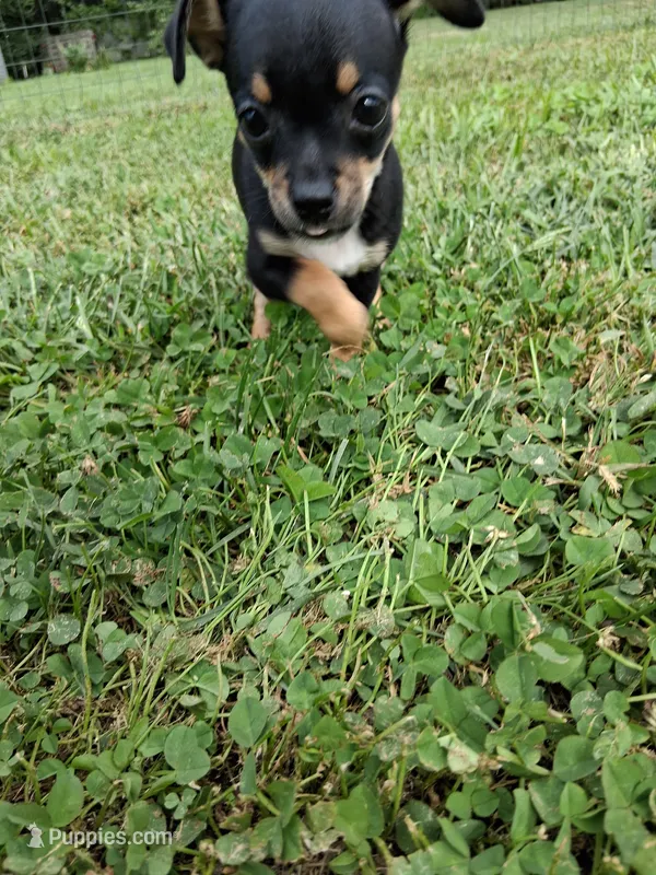 Tippy – Chihuahua puppy for sale in Dover, DE