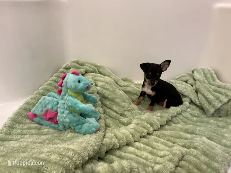 Tippy – Chihuahua puppy for sale in Dover, DE