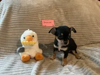 Jasmine, a female Chihuahua for sale in Dover, DE – 3 of 4