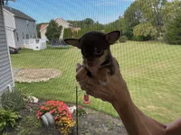 Bear, a male Chihuahua for sale in Dover, DE – 3 of 7