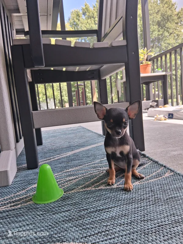 Raven – Chihuahua puppy for sale in Dover, DE