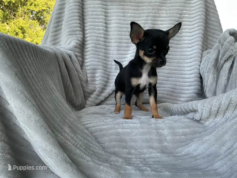 Jemma – Chihuahua puppy for sale in Dover, DE