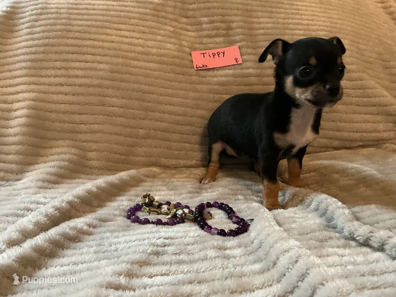 Tippy – Chihuahua puppy for sale in Dover, DE
