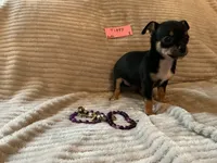 Tippy, a female Chihuahua for sale in Dover, DE – 1 of 2