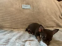 Copper, a male Chihuahua for sale in Dover, DE – 4 of 6