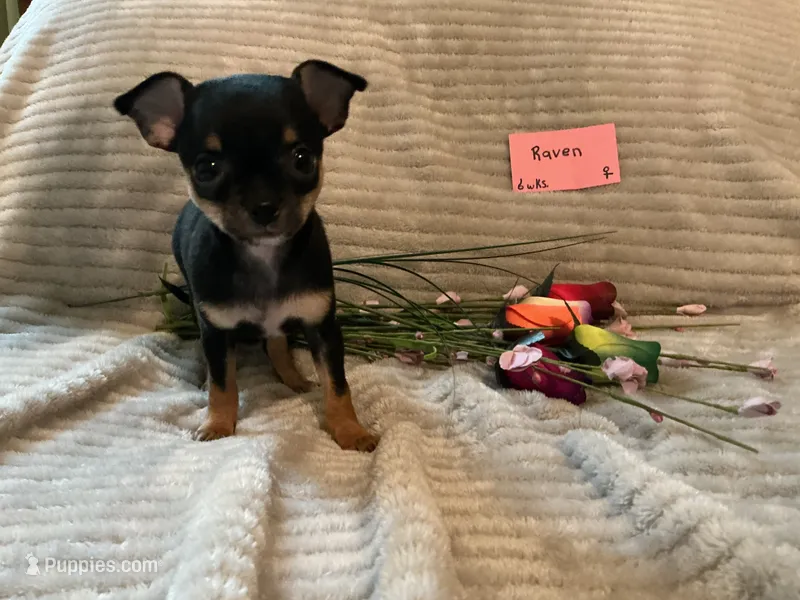 Raven – Chihuahua puppy for sale in Dover, DE