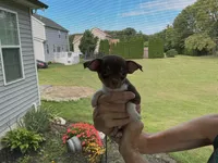 Bingo, a male Chihuahua for sale in Dover, DE – 5 of 10
