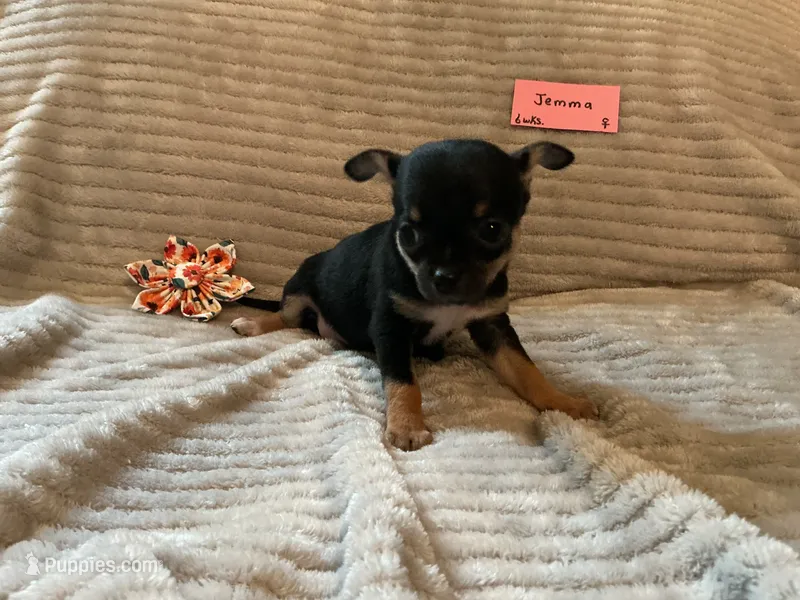 Jemma – Chihuahua puppy for sale in Dover, DE