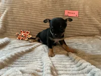 Jemma, a female Chihuahua for sale in Dover, DE – 1 of 5