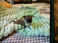 Bingo, a male Chihuahua for sale in Dover, DE – 3 of 10