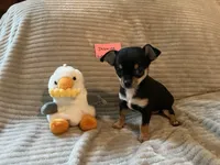 Jasmine, a female Chihuahua for sale in Dover, DE – 2 of 4