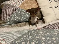 Bingo, a male Chihuahua for sale in Dover, DE – 9 of 10