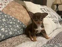 Bear, a male Chihuahua for sale in Dover, DE – 7 of 7