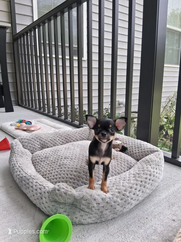 Raven – Chihuahua puppy for sale in Dover, DE