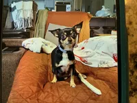 Buttons, a male Chihuahua for sale in Dover, DE – 6 of 6