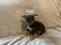 JJ, a male Chihuahua for sale in Dover, DE – 2 of 3