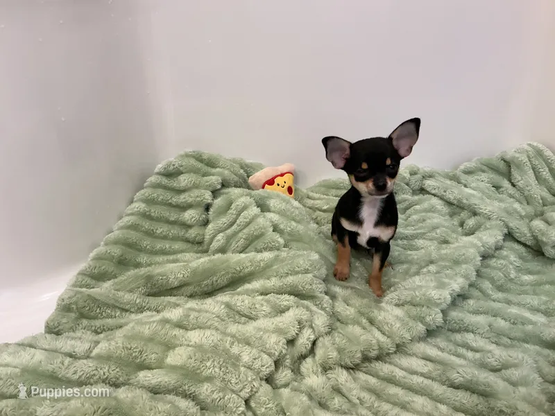 Jasmine – Chihuahua puppy for sale in Dover, DE