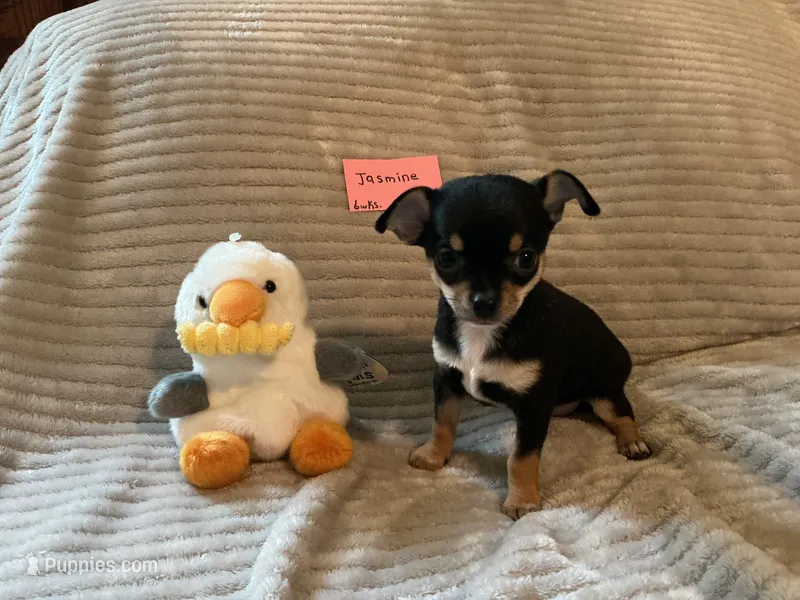 Jasmine – Chihuahua puppy for sale in Dover, DE