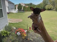 Buddy, a male Chihuahua for sale in Dover, DE – 4 of 9