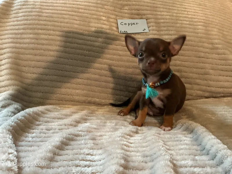 Copper – Chihuahua puppy for sale in Dover, DE