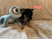 Jemma, a female Chihuahua for sale in Dover, DE – 2 of 5