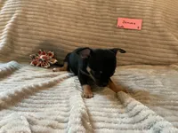 Jemma, a female Chihuahua for sale in Dover, DE – 3 of 5