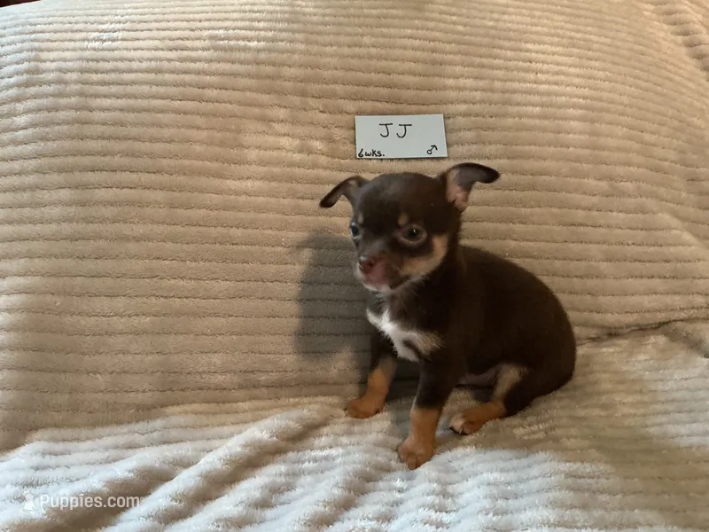JJ – Chihuahua puppy for sale in Dover, DE