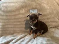 JJ, a male Chihuahua for sale in Dover, DE – 1 of 3