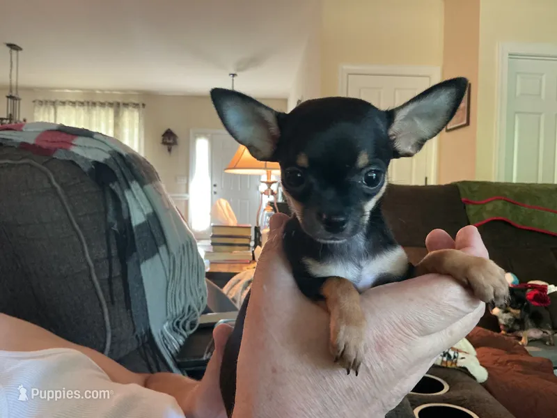 Raven – Chihuahua puppy for sale in Dover, DE