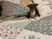 Bingo, a male Chihuahua for sale in Dover, DE – 4 of 10