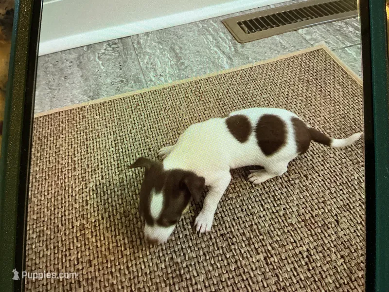 Buttons – Chihuahua puppy for sale in Dover, DE