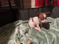 Buttons, a male Chihuahua for sale in Dover, DE – 3 of 6